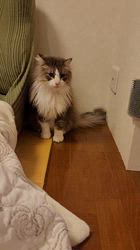 関淳一郎ブリーダーからお迎えしたノルウェージャンフォレストキャット：Neo（ネオ）くん