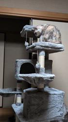 岡本達樹ブリーダーからお迎えしたメインクーン：ダンくん