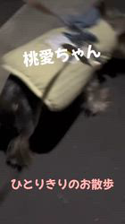 矢野加奈子ブリーダーからお迎えしたヨークシャーテリア：桃愛 (とあ)ちゃん