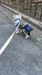 岡田英二ブリーダーからお迎えしたトイプードル：詩衣ちゃん