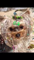 矢野加奈子ブリーダーからお迎えしたヨークシャーテリア：桃愛 (とあ)ちゃん