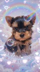 矢野加奈子ブリーダーからお迎えしたヨークシャーテリア：桃愛 (とあ)ちゃん