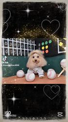 岡田英二ブリーダーからお迎えしたトイプードル：詩衣ちゃん