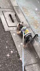 矢野加奈子ブリーダーからお迎えしたヨークシャーテリア：桃愛 (とあ)ちゃん