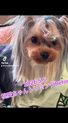 矢野加奈子ブリーダーからお迎えしたヨークシャーテリア：桃愛 (とあ)ちゃん