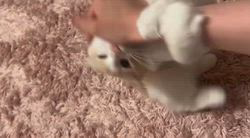 田中美代ブリーダーからお迎えしたメインクーン：るかくん