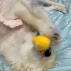 小暮真由美ブリーダーからお迎えしたチワワ(ロング)：舞ちゃん