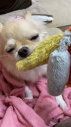 小暮真由美ブリーダーからお迎えしたチワワ(ロング)：舞ちゃん