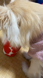 小暮真由美ブリーダーからお迎えしたチワワ(ロング)：舞ちゃん