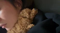 石崎滋ブリーダーからお迎えしたトイプードル：ピピちゃん