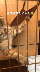 矢次祐樹ブリーダーからお迎えしたスコティッシュフォールド：ひまりちゃん