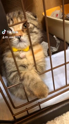 矢次祐樹ブリーダーからお迎えしたスコティッシュフォールド：ひまりちゃん