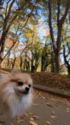 佐藤多恵子ブリーダーからお迎えしたポメラニアン：八朔くん