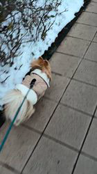 佐藤多恵子ブリーダーからお迎えしたポメラニアン：八朔くん