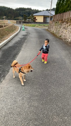 愛甲秋信ブリーダーからお迎えした柴犬：りくくん