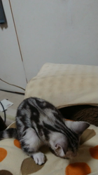 山田千里ブリーダーからお迎えしたアメリカンショートヘア：川村涼くん