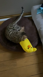 前山厚樹ブリーダーからお迎えしたベンガル：アンちゃん