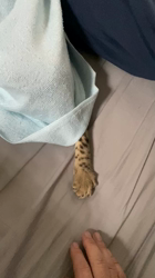 前山厚樹ブリーダーからお迎えしたベンガル：アンちゃん