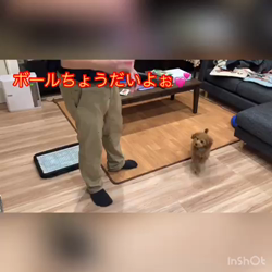 長田美保ブリーダーからお迎えしたトイプードル：モアちゃん