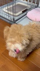 三枝 里有ブリーダーからお迎えしたマルプー：モカちゃん