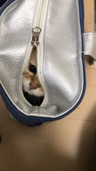 大西由衣ブリーダーからお迎えしたミヌエット：モカちゃん