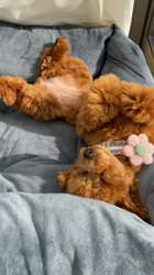 大野初音ブリーダーからお迎えしたトイプードル：モカちゃん