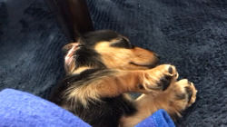 鈴木愛ブリーダーからお迎えしたカニンヘンダックスフンド(ロング)：みかんちゃん