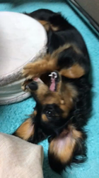 鈴木愛ブリーダーからお迎えしたカニンヘンダックスフンド(ロング)：みかんちゃん