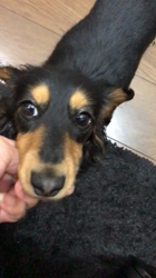 鈴木愛ブリーダーからお迎えしたカニンヘンダックスフンド(ロング)：みかんちゃん