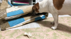 平櫻いづみブリーダーからお迎えしたノルウェージャンフォレストキャット：el (エル)ちゃん