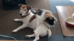 平櫻いづみブリーダーからお迎えしたノルウェージャンフォレストキャット：el (エル)ちゃん