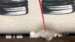 平櫻いづみブリーダーからお迎えしたノルウェージャンフォレストキャット：el (エル)ちゃん