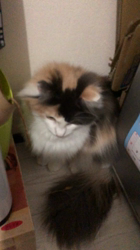 平櫻いづみブリーダーからお迎えしたノルウェージャンフォレストキャット：el (エル)ちゃん