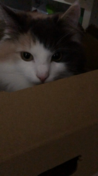 平櫻いづみブリーダーからお迎えしたノルウェージャンフォレストキャット：el (エル)ちゃん