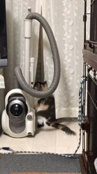 平櫻いづみブリーダーからお迎えしたノルウェージャンフォレストキャット：el (エル)ちゃん