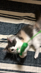 平櫻いづみブリーダーからお迎えしたノルウェージャンフォレストキャット：el (エル)ちゃん