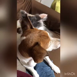 平櫻いづみブリーダーからお迎えしたノルウェージャンフォレストキャット：el (エル)ちゃん