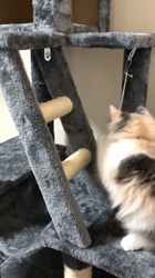 平櫻いづみブリーダーからお迎えしたノルウェージャンフォレストキャット：el (エル)ちゃん