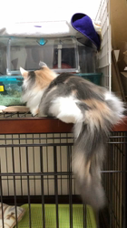 平櫻いづみブリーダーからお迎えしたノルウェージャンフォレストキャット：el (エル)ちゃん