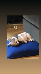 小林千良里ブリーダーからお迎えしたチワワ(ロング)：moiくん