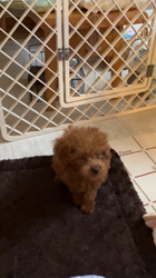 森和也ブリーダーからお迎えしたトイプードル：モカくん