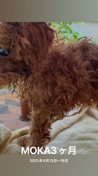 森和也ブリーダーからお迎えしたトイプードル：モカくん