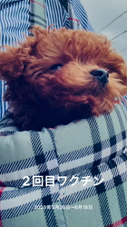 森和也ブリーダーからお迎えしたトイプードル：モカくん