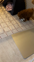 森和也ブリーダーからお迎えしたトイプードル：モカくん