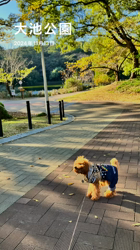 森和也ブリーダーからお迎えしたトイプードル：モカくん