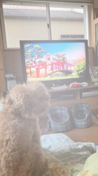 森和也ブリーダーからお迎えしたトイプードル：モカくん