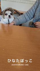 森和也ブリーダーからお迎えしたトイプードル:モカくん