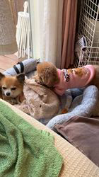 森和也ブリーダーからお迎えしたトイプードル：モカくん