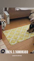 森和也ブリーダーからお迎えしたトイプードル：モカくん