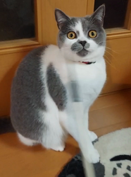 村井令枝ブリーダーからお迎えしたブリティッシュショートヘア：パールちゃん